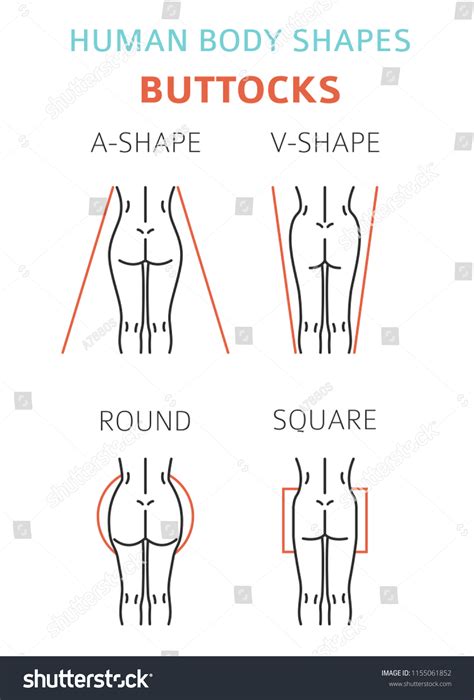 Human Body Shapes Woman Buttocks Types : image vectorielle de stock ...