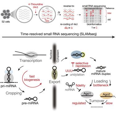 Small Activatingrna 的图像结果