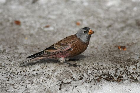 Gray-crowned Rosy-Finch | Audubon Field Guide