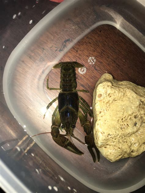 I caught this crayfish yesterday and his exoskeleton is super weak it’s ...