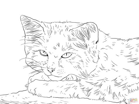 Realistic Cat Coloring Pages Sketch Coloring Page