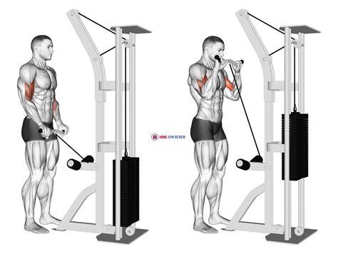 Cable Reverse Grip Biceps Curl (SZ-bar) - Home Gym Review