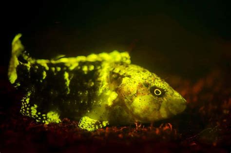 Image result for Genetic Programming Creatures