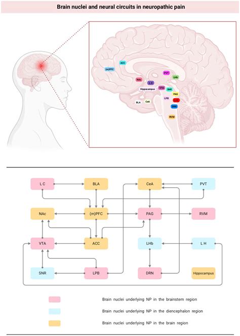 Frontiers | Brain nuclei and neural circuits in neuropathic pain and ...