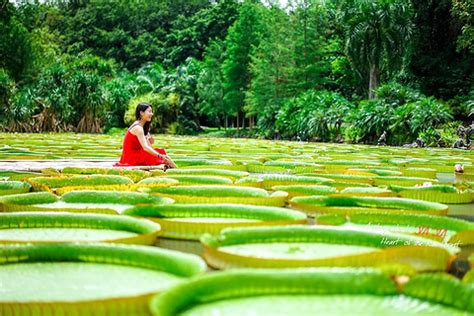 版纳植物园----中国科学院