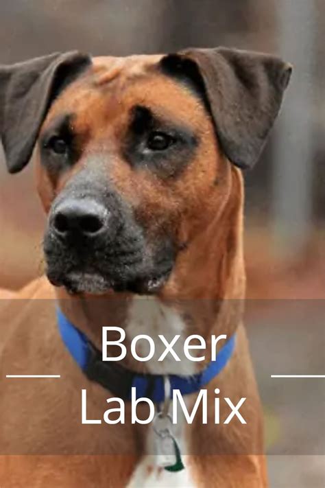 Boxer and Lab Mix 的图像结果