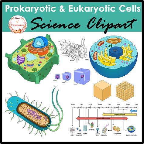Prokaryotic Bacteria Cells and Eukaryotic Animal and Plant Cells ...