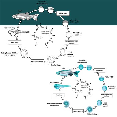 Fish Life Cycle Clipart | Animals Clip Art | Made By Teachers