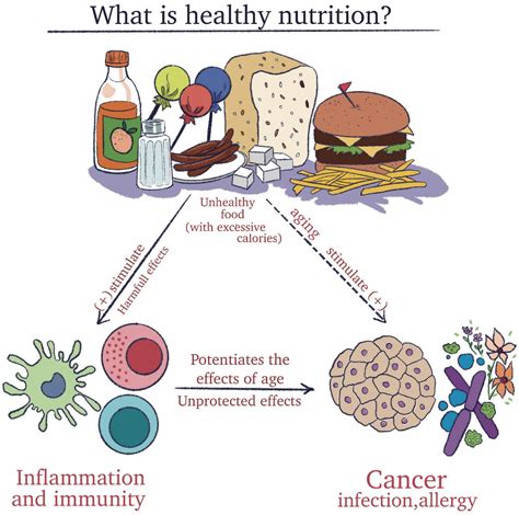 How Aging Affects Immunity And Why It Matters