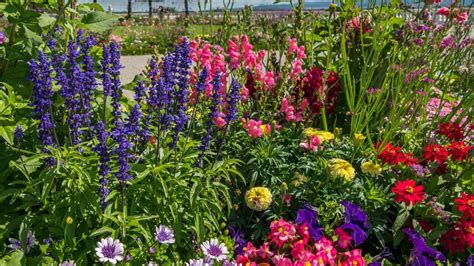 20 Best Drought-Tolerant Plants in India | Low Water Garden Plants &am ...