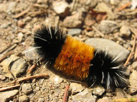 Woolly Bear Caterpillar South Africa at Zoe Nanya blog