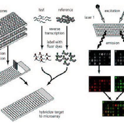Image result for Microarray Tutorial