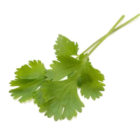 Culantro vs. Cilantro: Know the Difference - Cultured Table