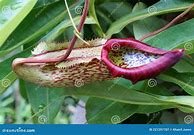 Image result for Pitcher Plant Coloring Page