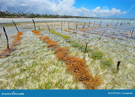 Seaweed farming stock image. Image of agriculture, tanzania - 57373101