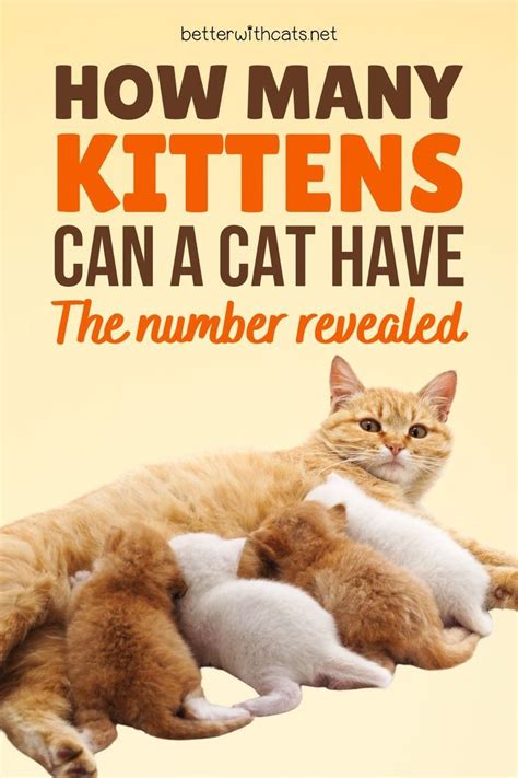 cat food for kittens