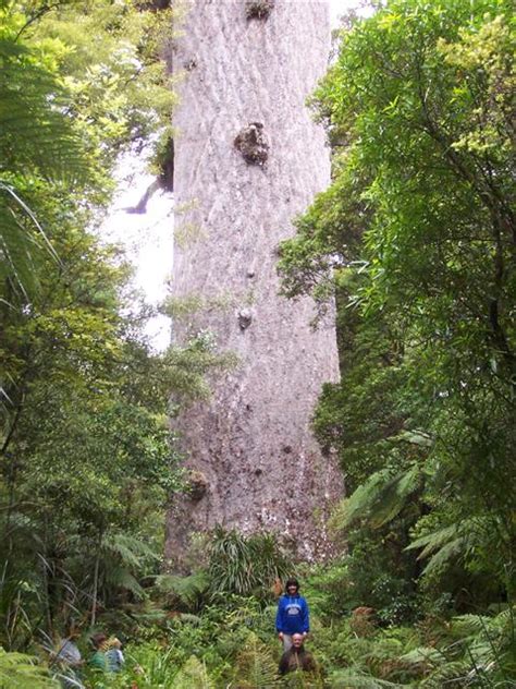 Image result for Biggest Kauri Tree