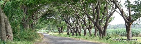 Mysore to Shravanabelagola