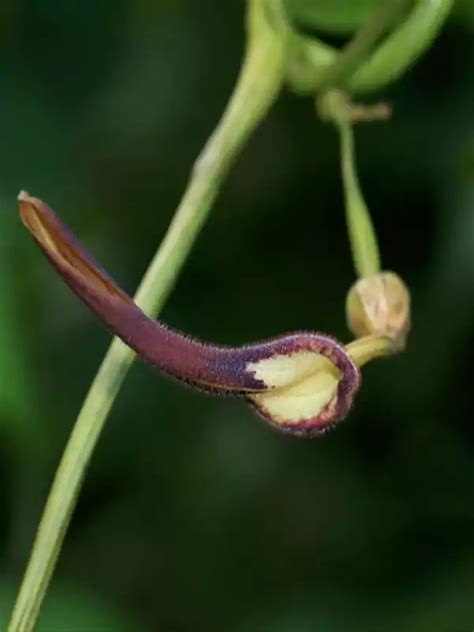 Aristolochia tagala, Garudakodi, Eswaramulla, Valiya arayan, Oval leaf ...