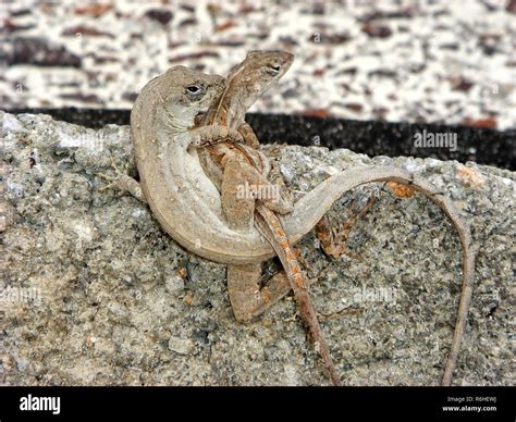 Mating reptiles hi-res stock photography and images - Alamy