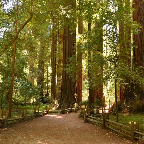 HENRY COWELL REDWOODS STATE PARK (2025) All You Need to Know BEFORE You ...