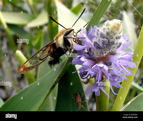 Hummingbird Clearwing Moth, Sphinx Moth, Hermaris thysbe Stock Photo ...