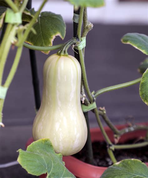 Butternut Squash Plant