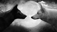 Wolf Wallpaper Wolf Yin Yang by Yin Yang Wallpaper Wolf 44 Images Wolf Wallpaper Wolf Yin Yang