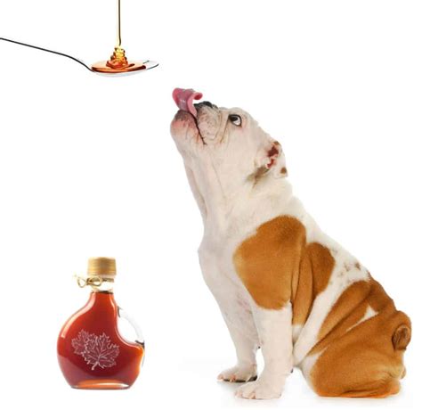 Can Dogs Eat Maple Syrup? Discover 4 Amazing Health Benefits for Dogs