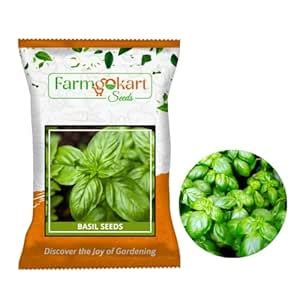 Farmgokart ~ Basil Green Large Leaf Planting Seeds – ideal for both ...