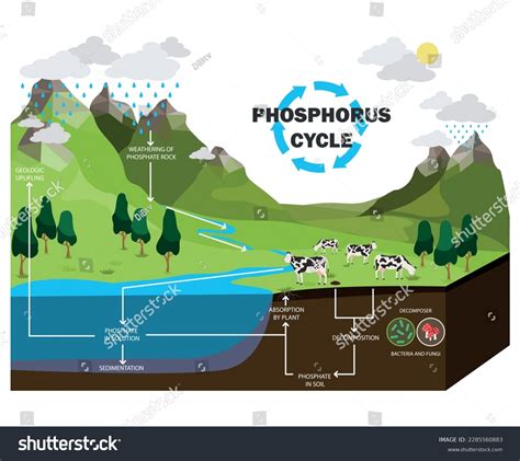 Phosphorus Cycle In Soil