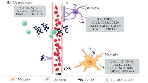 The Role of IL-17A in Mediating Inflammatory Responses and Progression ...