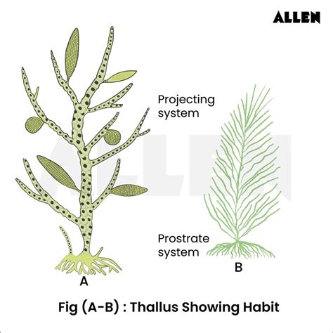 Ectocarpus Algae