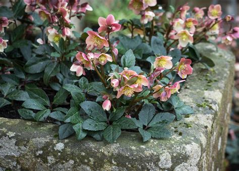How to Plant, Grow & Care for Hellebores | Sarah Raven