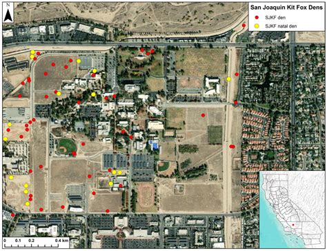 Den Use Patterns of Endangered San Joaquin Kit Foxes in Urban ...