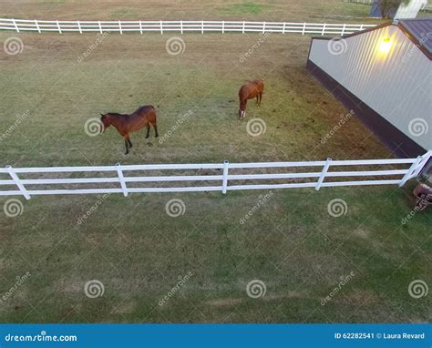Horses in pasture stock image. Image of equestrian, pasture - 62282541