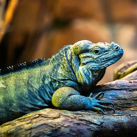25 Fascinating Types of Iguanas You Should Know - Mothers Always Right