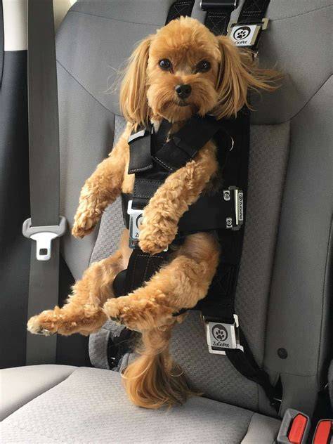 Best Small Dog Car Seat Harness at Thomas Gabaldon blog