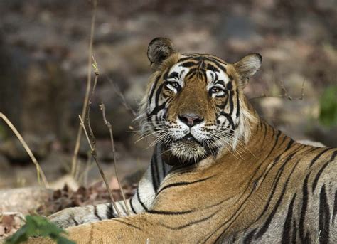 India’s tiger census to go digital, 2018 survey may be done on smartphones