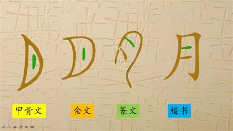 10、月字旁肉字旁肉月旁（一），汉字演变，趣味识字，象形字，Chinese Characters，汉字，说文解字，甲骨文，字理识字