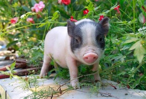猪图片卖萌图片大全2018最新 你是我见过最可爱的猪宝宝-腾牛个性网