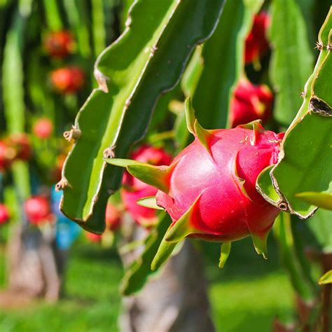 Dragon Fruit Plant for sale | Buy Dragon Fruit plant | Dragon Fruit bu ...