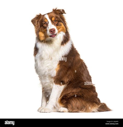 Tri color red australian shepherd, isolated on white Stock Photo - Alamy