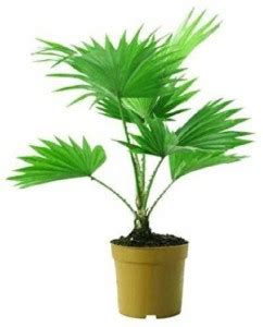 EZtect China Palm Plant Price in India - Buy EZtect China Palm Plant ...