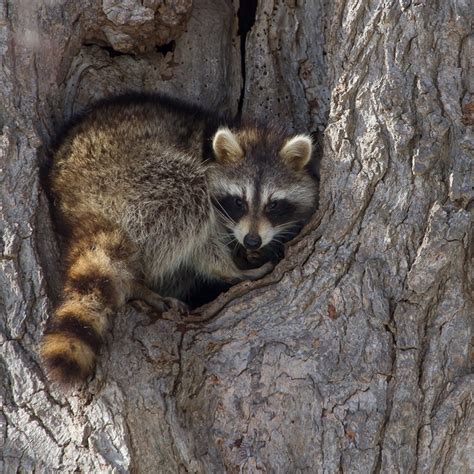 Raccoons Where To Sleep