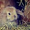 Image result for Super Cute Bunny Rabbit