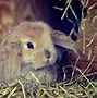 Image result for Desktop Wallpaper Spring Bunnies