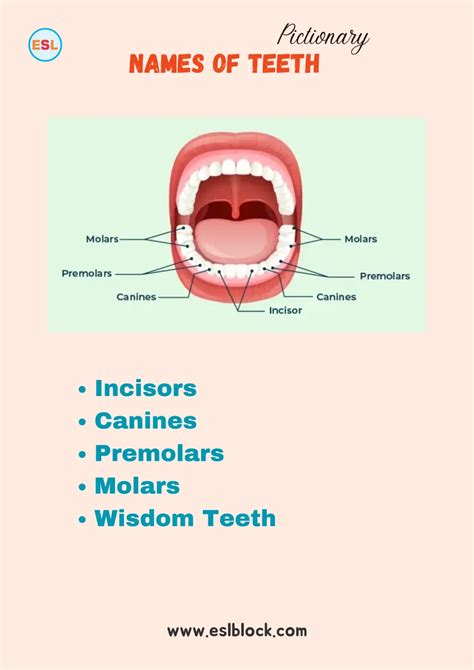 Names of Teeth in English with Pictures - English as a Second Language