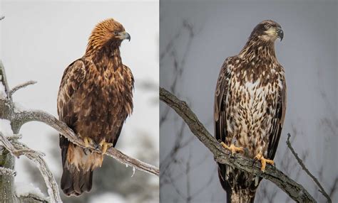 What's the difference?: Bald eagle vs. golden eagle | Forest Preserve ...