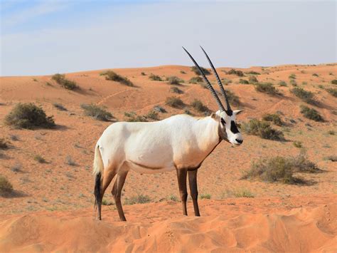 Arabian Desert Animals How Did This Animal Survive Extinction In